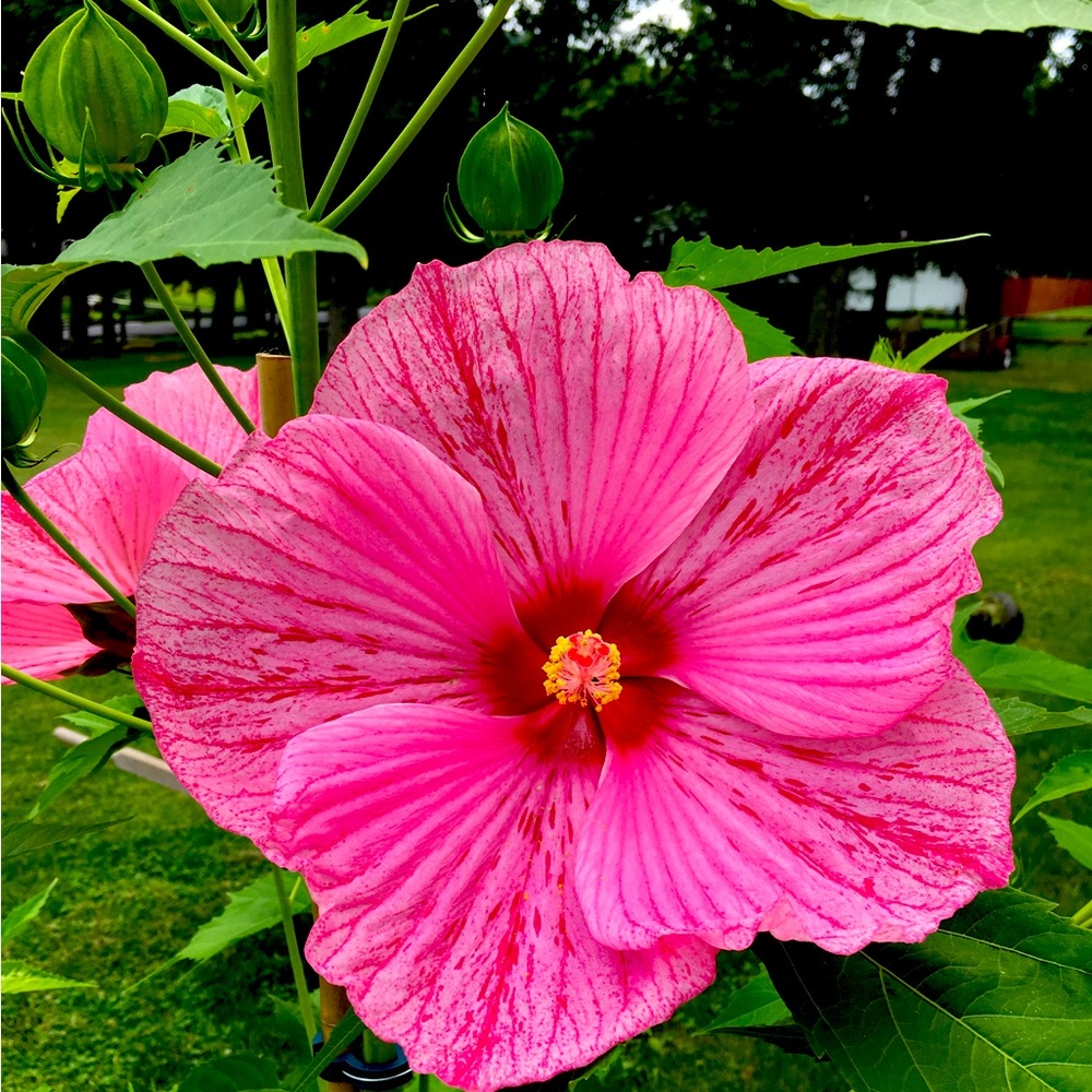 Meet your Posher, Anna